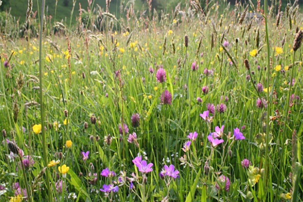 A Contemporary Woodland Wildflower Meadow Garden Flora Ideas