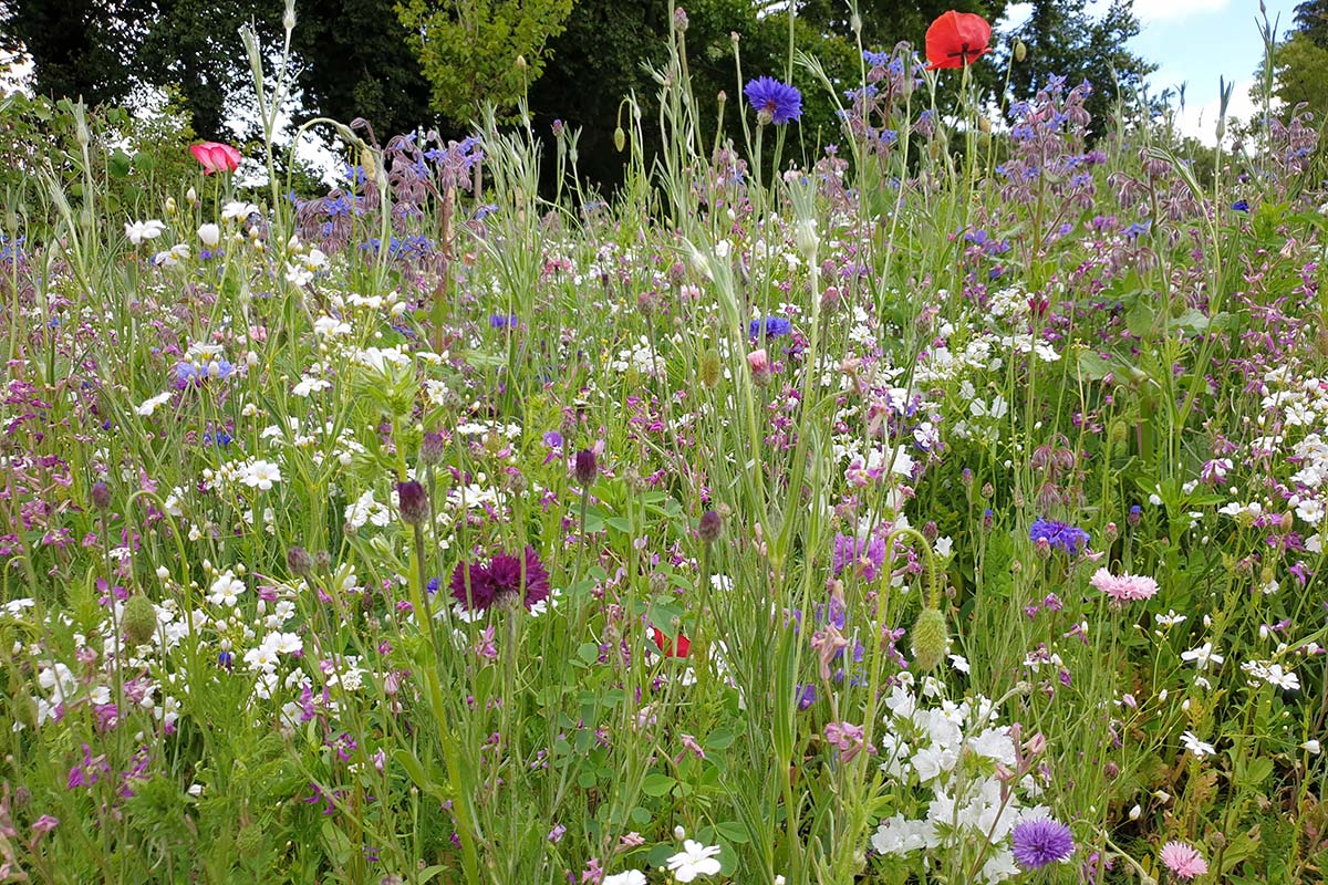wildflower meadow garden design
