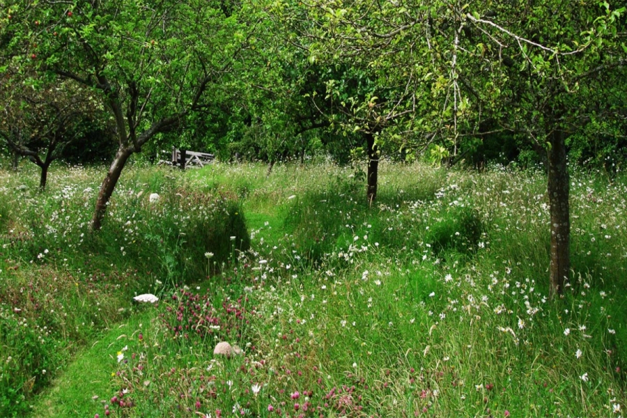 A Contemporary Woodland Wildflower Meadow Blog